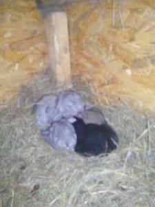 image - Cuib 9 din 18 Dec 2017