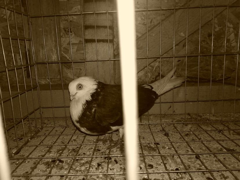 Mascul - 4-Jucatori de Galati