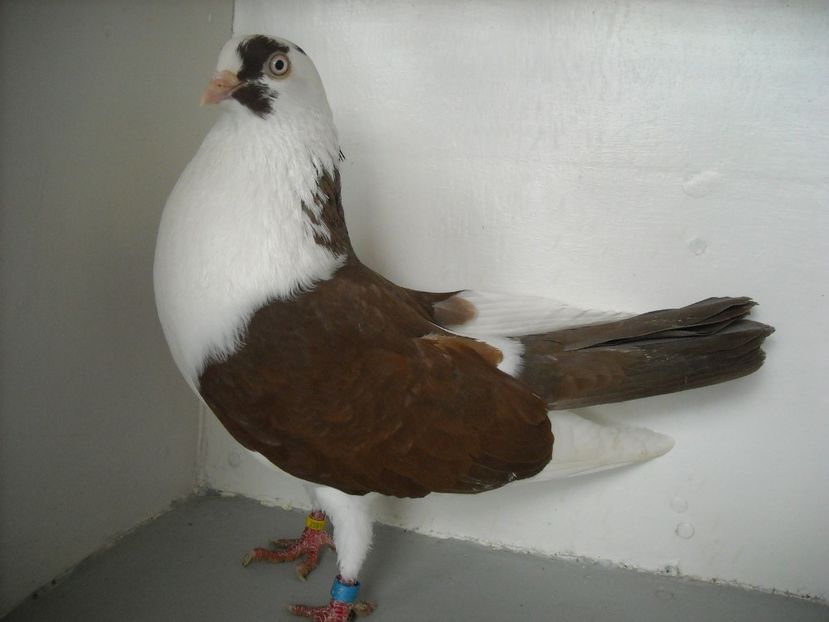 luat de soim - jucatori de galati pe ros