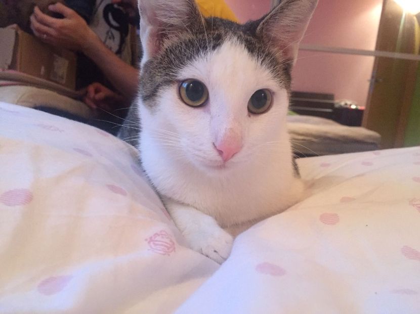 IMG-20171216-WA0000 - Pischi