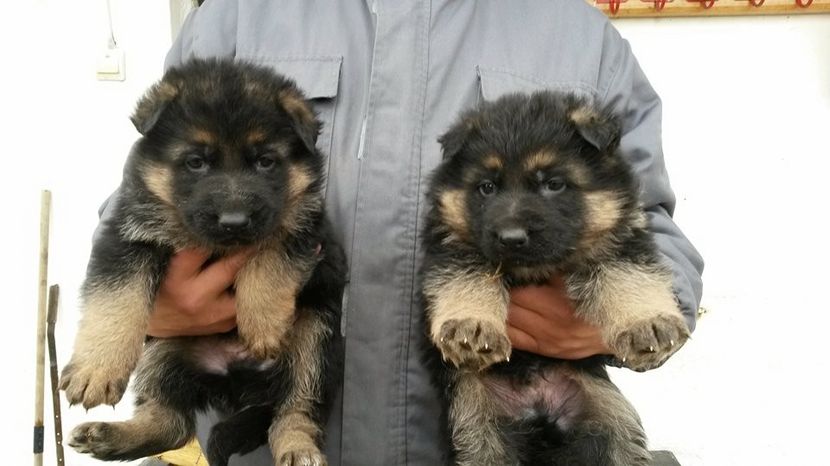 23,11,2017 - Ciobanesc German