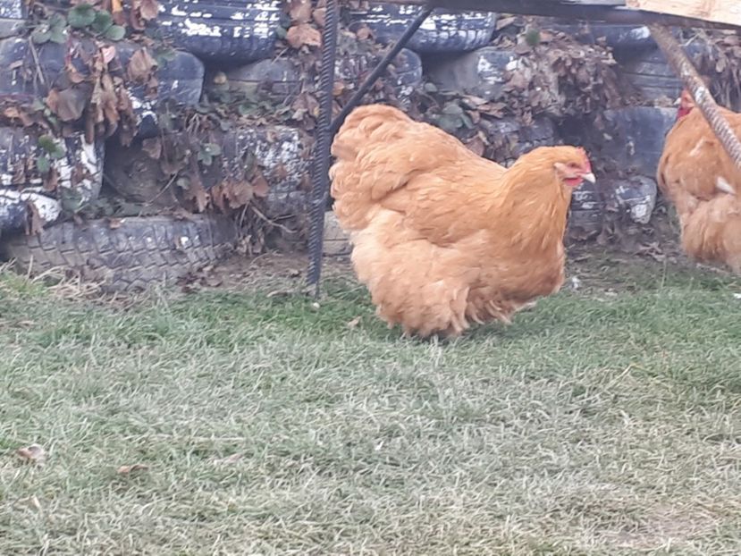  - 15 ORPINGTON GALBEN