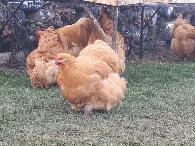  - 15 ORPINGTON GALBEN