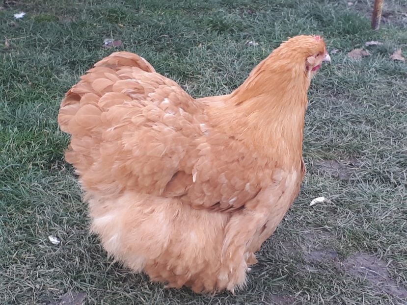  - 15 ORPINGTON GALBEN
