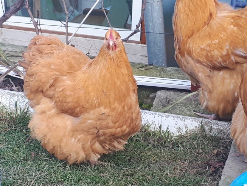  - 15 ORPINGTON GALBEN
