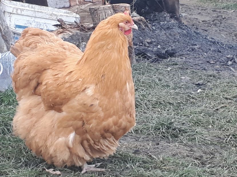  - 15 ORPINGTON GALBEN