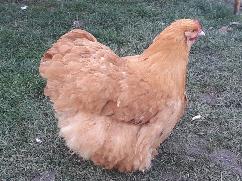  - 15 ORPINGTON GALBEN
