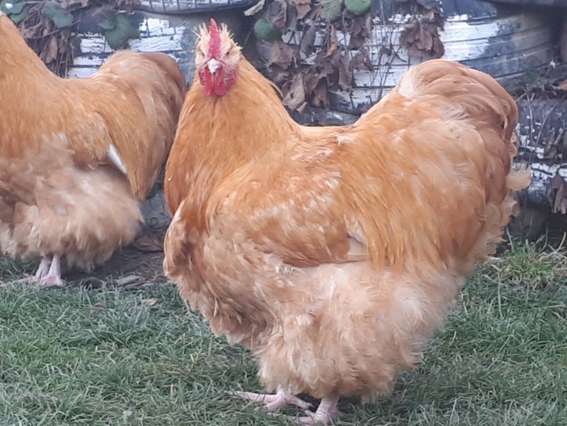  - 15 ORPINGTON GALBEN