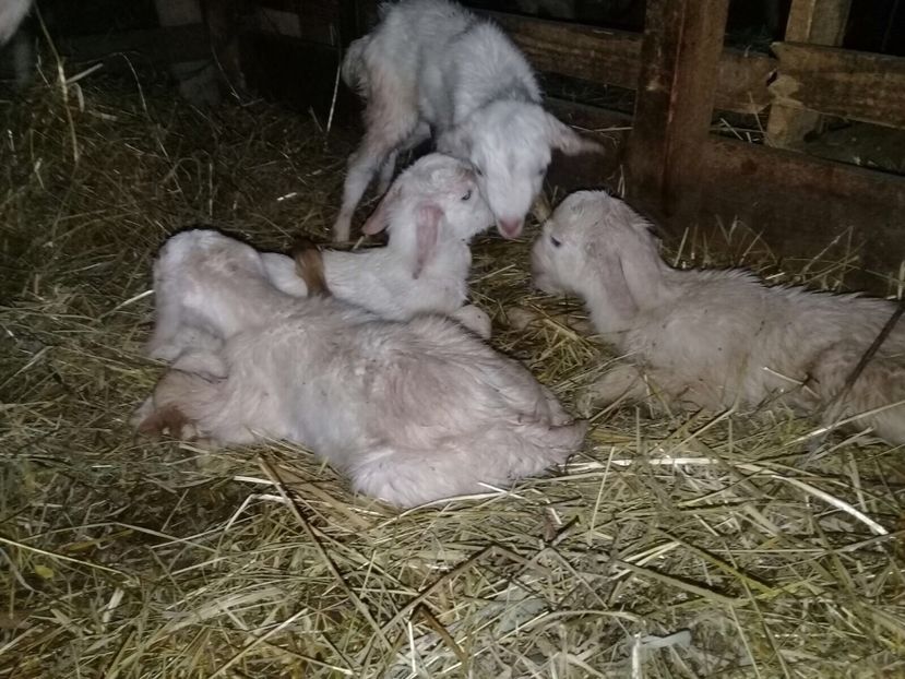 2005B2A6-4D62-4107-AD9D-A80DF6FA9373 - Capre cu 3 și 4 iezi ianuarie 2018