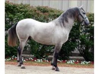 Calul Lipitan - Calul Lipitan