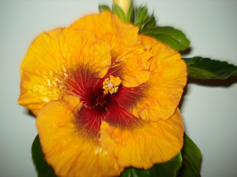  - Hibiscus Tahitian Dark Congo