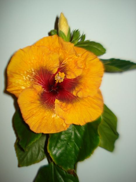  - Hibiscus Tahitian Dark Congo