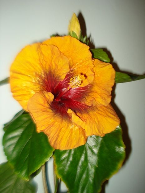  - Hibiscus Tahitian Dark Congo