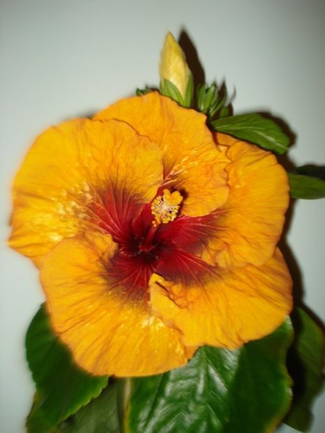  - Hibiscus Tahitian Dark Congo