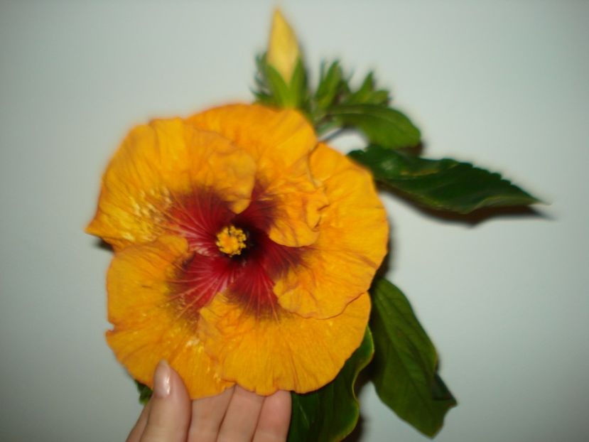  - Hibiscus Tahitian Dark Congo