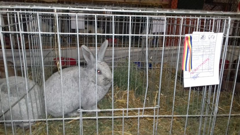  - Expo NAT Baicoi 2017