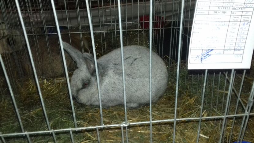  - Expo NAT Baicoi 2017