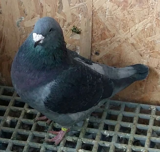 Vulturul 2017 VANDUT - Pui 2017