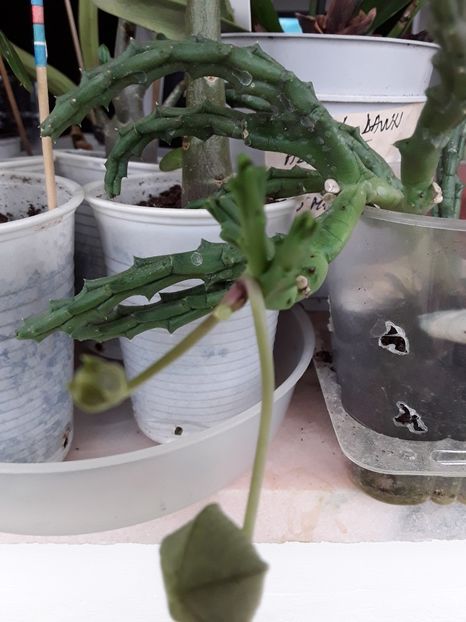  - Suculente mica pasiune