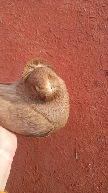  - JUCATORI BIMOTATI DE ARDEAL