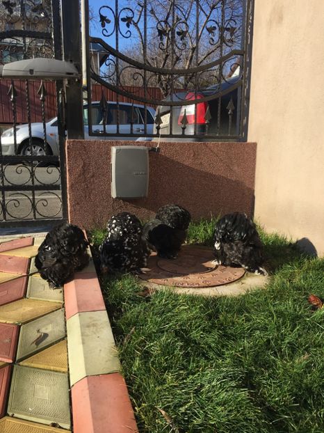 CB081B98-532C-4E57-B649-DE1D2747349A - COCHIN BOBAT 2018