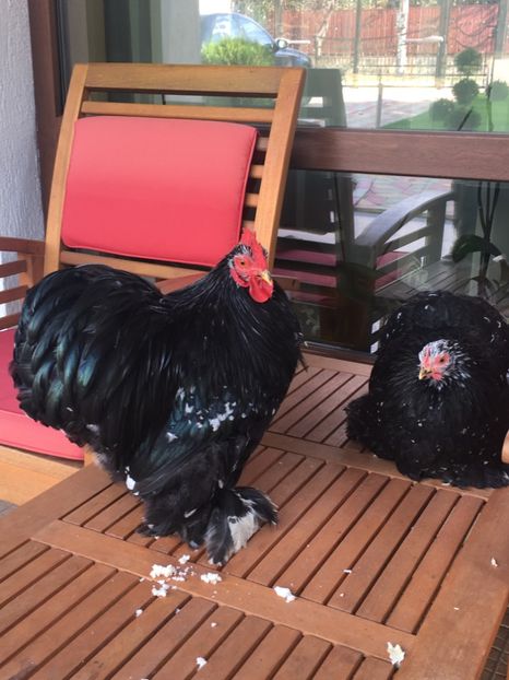 poze iphone 121 - COCHIN BOBAT 2018