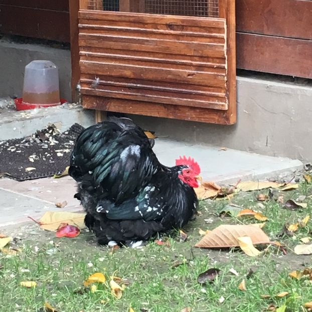 poze iphone 153 - COCHIN BOBAT 2018