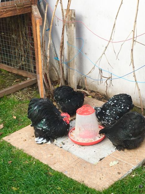 poze iphone 235 - COCHIN BOBAT 2018