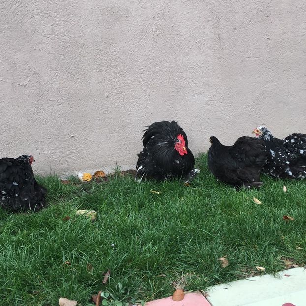 poze iphone 169 - COCHIN BOBAT 2018