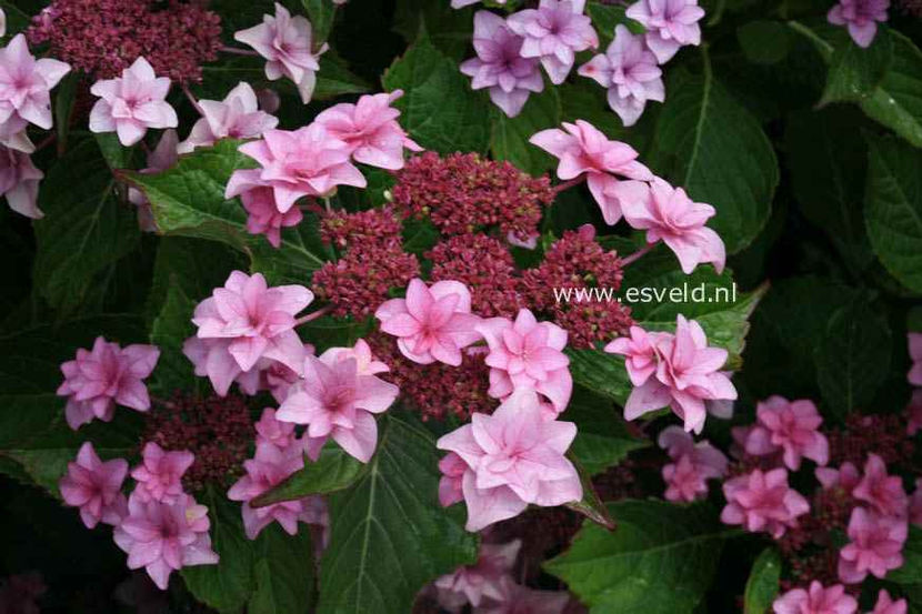 Hydrangea-macrophylla-Etoile-Violette - Hortensii oferta 2018