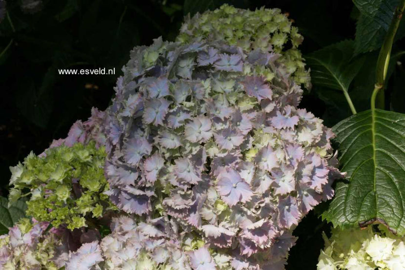 Hydrangea-macrophylla-Frillibeth - Hortensii oferta 2018