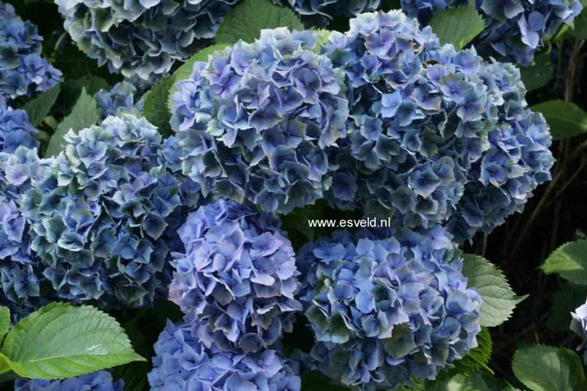 Hydrangea-macrophylla-Hamburg - Hortensii oferta 2018