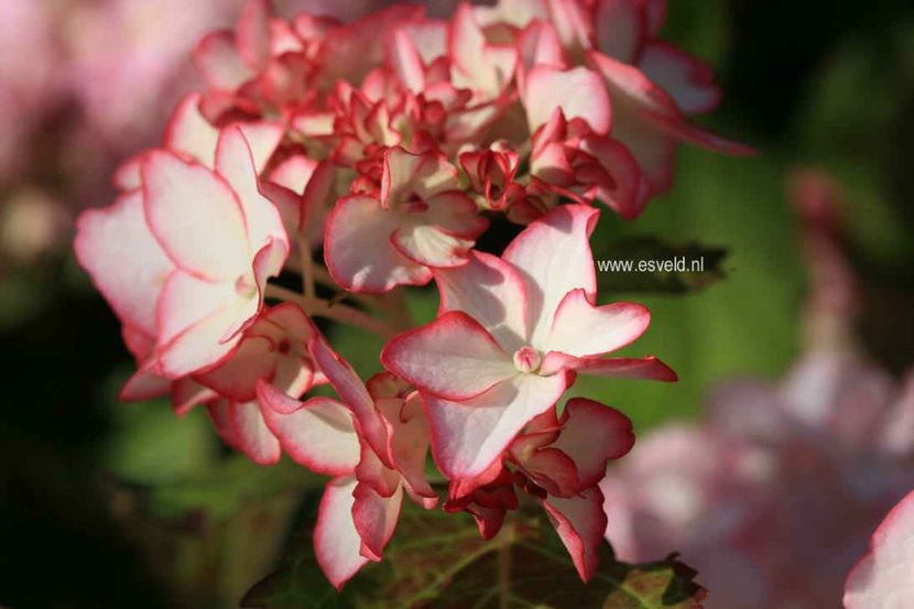 Hydrangea-macrophylla-HBACHI-CHIQUE - Hortensii oferta 2018
