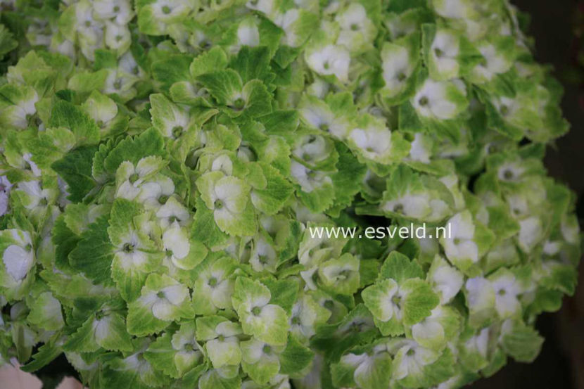 Hydrangea-macrophylla-Hokomano-MAGICAL-NOBLESSE - Hortensii oferta 2018