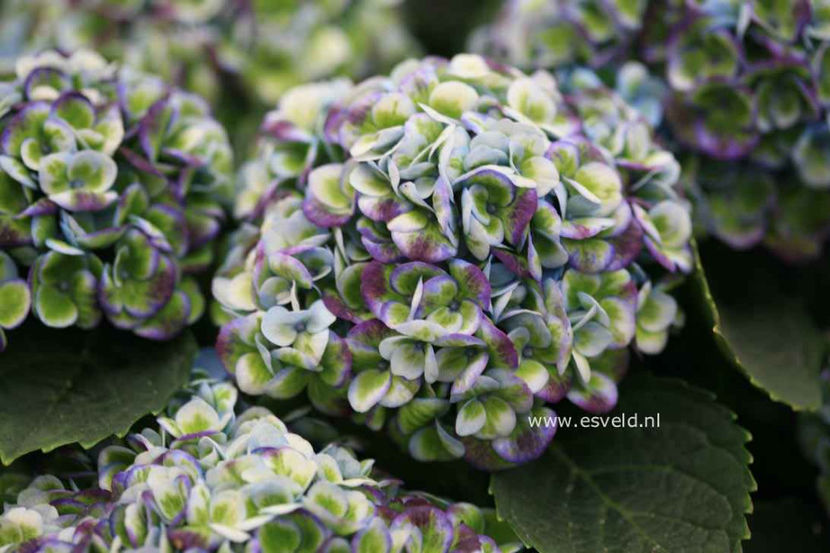 Hydrangea-macrophylla-Hokomarevo-MAGICAL-REVOLUTION - Hortensii oferta 2018