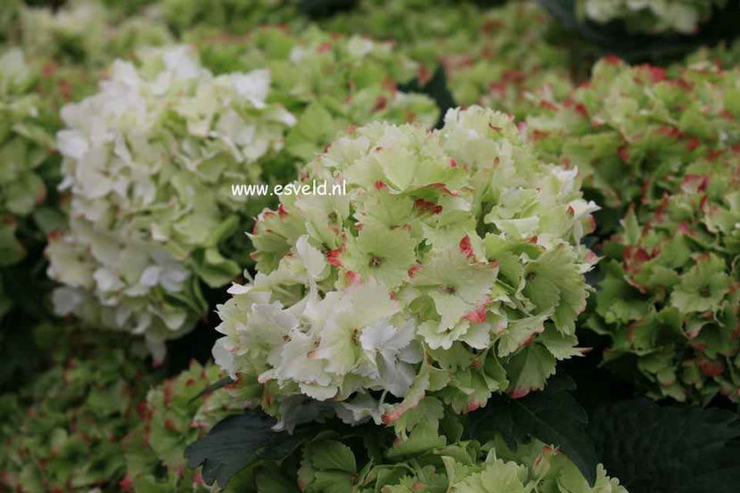 Hydrangea-macrophylla-Hortmaja-MAGICAL-JADE - Hortensii oferta 2018