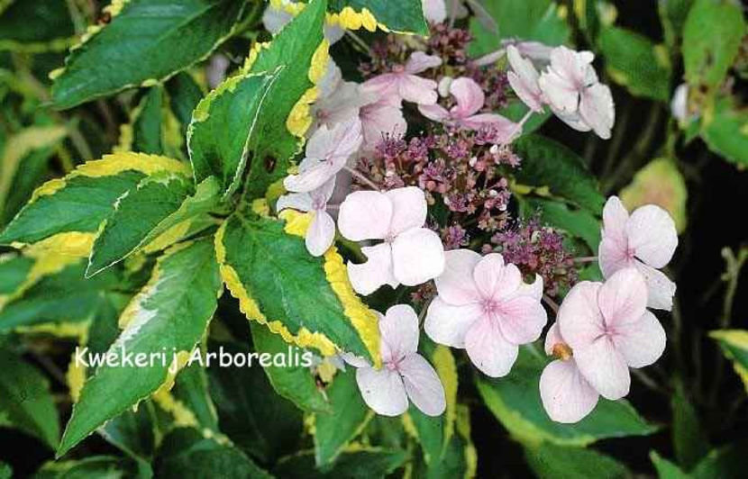 Hydrangea-macrophylla-Lemon-Wave - Hortensii oferta 2018