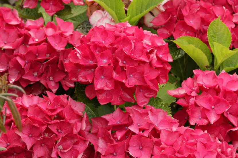 Hydrangea-macrophylla-Red-Beauty - Hortensii oferta 2018