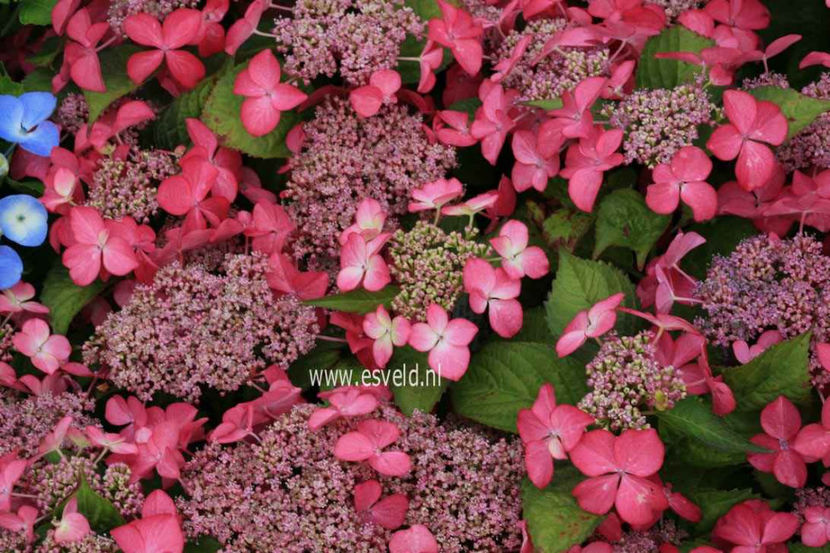 Hydrangea-macrophylla-Selina - Hortensii oferta 2018