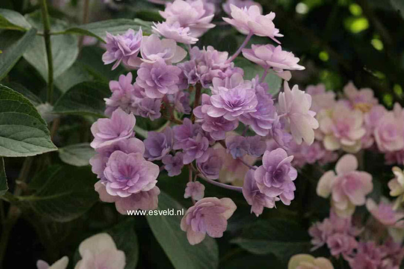 Hydrangea-macrophylla-Youmefour-PASSION - Hortensii oferta 2018