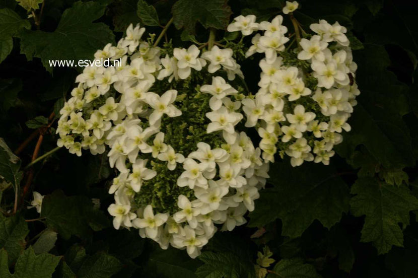 Hydrangea-quercifolia-Brido-SNOWFLAKE - Hortensii oferta 2018