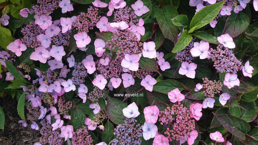 Hydrangea-serrata-Spreading-Beauty - Hortensii oferta 2018