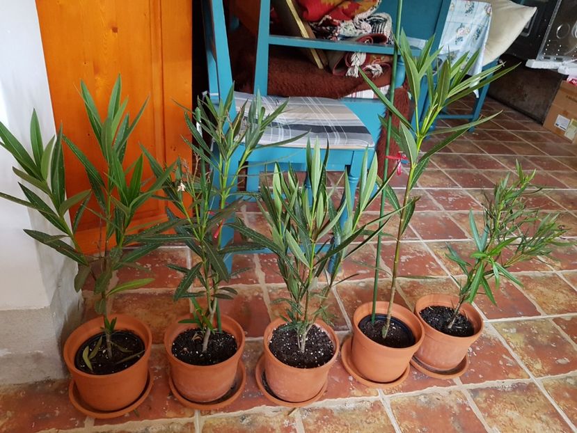  - In asteptarea primaverii 2018