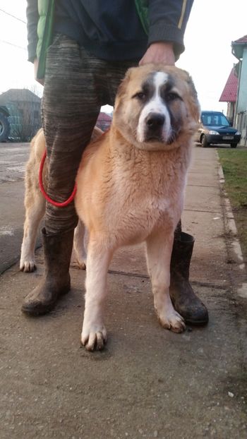 Alma 5 luni - 1 Căței Asia Centrală 2017-2018