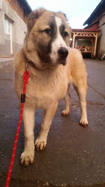  - 1 Căței Asia Centrală 2017-2018