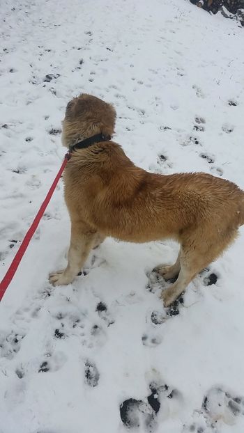 Snapchat-197332560 - 1 Căței Asia Centrală 2017-2018