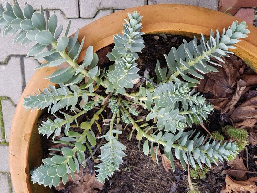 Euphorbia myrsinites - Ianuarie 2018