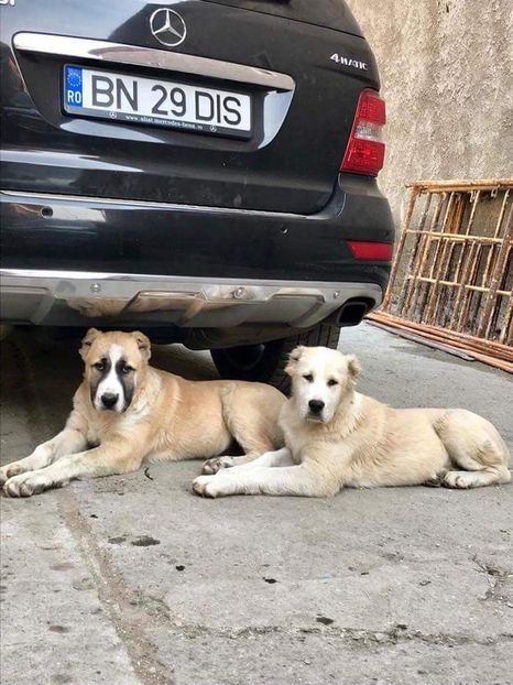  - 1 Căței Asia Centrală 2017-2018