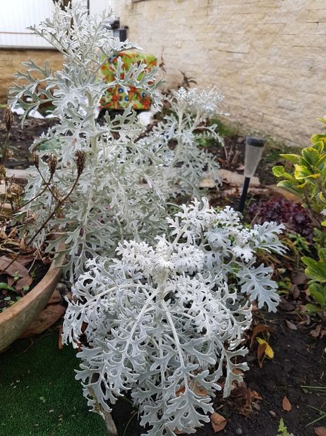 Senecio cineraria - Ianuarie 2018