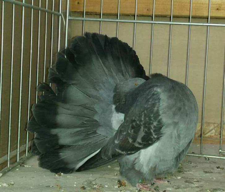 received_10155258189671819 - DE VANZARE